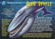 Blue Whale front.jpg (1.37 MB) Blue Whale