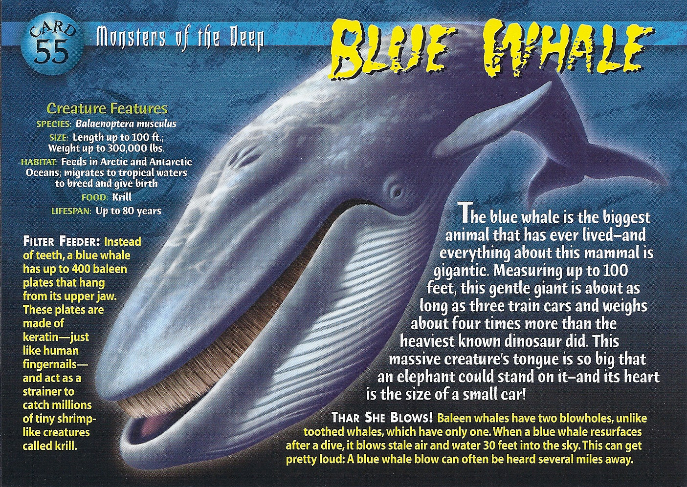 Blue Whale | Weird n' Wild Creatures Wiki | Fandom