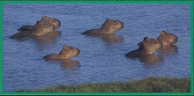 Capybara Back Image