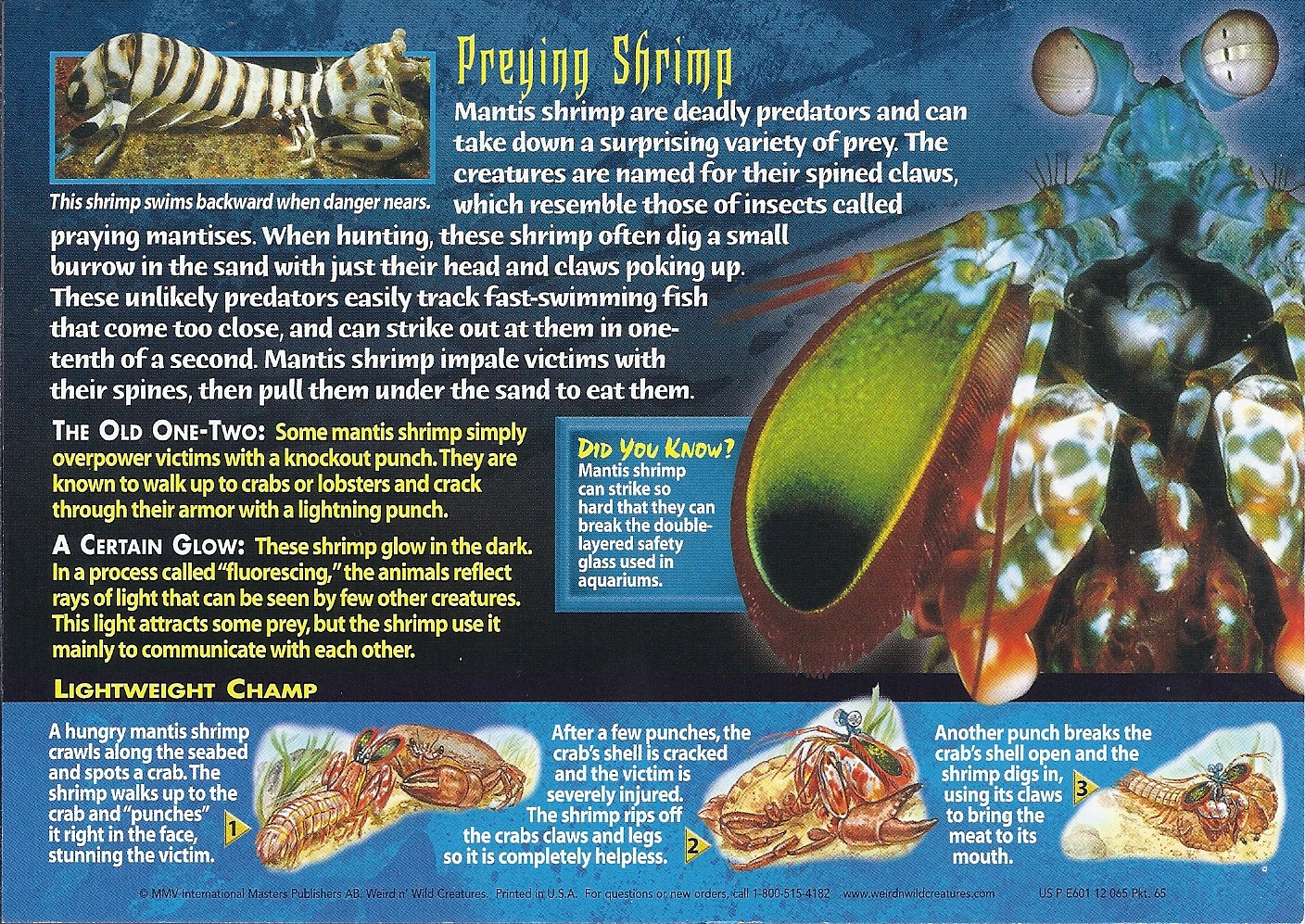 shrimpさん専用です！ CStar Shrimp Raw Block 16-20ct 4lb - Gordon Restaurant Market