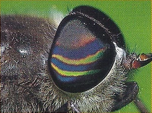 Horse Fly Back Image