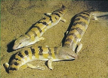 Sandfish Back Image