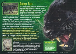 Black Panthers | Weird n' Wild Creatures Wiki | Fandom