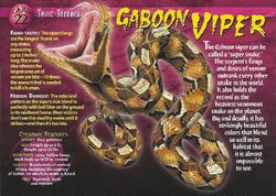 Gaboon Viper front