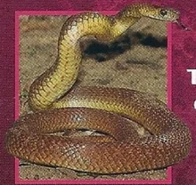 Brown Snake | Weird n' Wild Creatures Wiki | Fandom