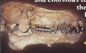 Entelodont Back Image