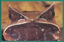 Malaysian Horned Toad Back Image