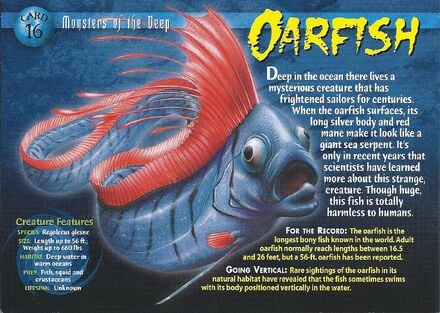 Oarfish front