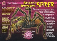 Brazilian Wandering Spider front.jpg (1.37 MB) Brazilian Wandering Spider
