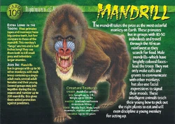 Mandrill | Weird n' Wild Creatures Wiki | Fandom