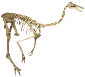 Gallimimus Back Image