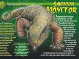 Savannah Monitor