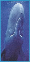 Sperm Whale Back Image