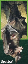 Spectral Vampire Bat Back Image