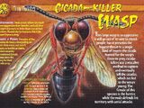 Cicada-Killer Wasp
