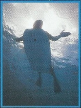 Great White Shark Back Image