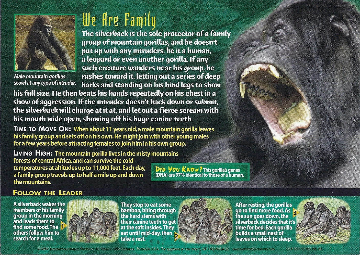 Mountain Gorilla | Weird n' Wild Creatures Wiki | Fandom