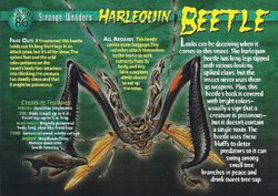 Harlequin Beetle front