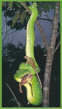 Emerald Tree Boa Back Image