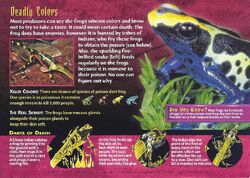 Poison-Dart Frogs back