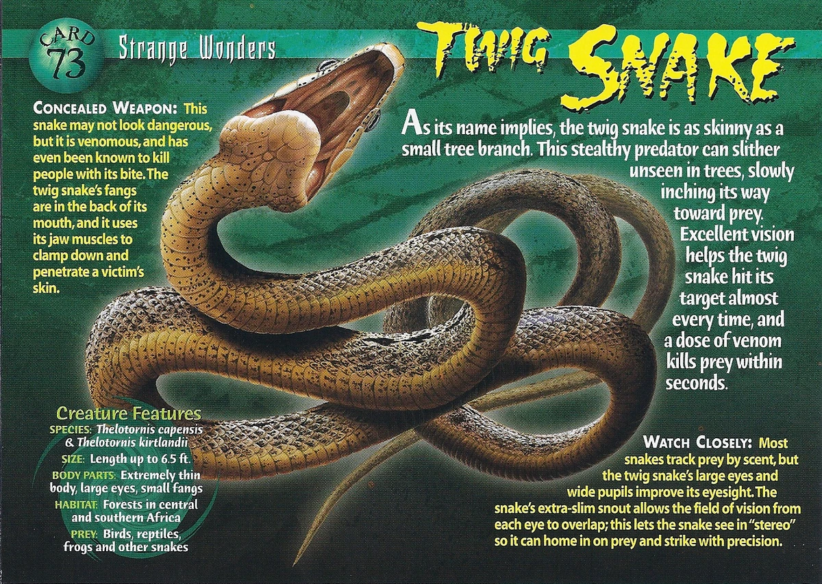 Twig Snake | Weird n' Wild Creatures Wiki | Fandom