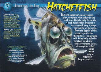 Hatchetfish front