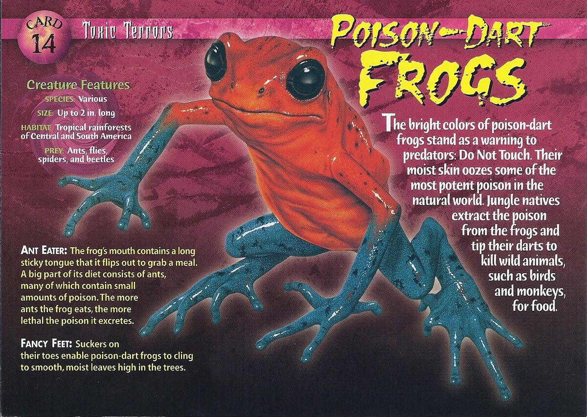 Poison-Dart Frogs | Weird n' Wild Creatures Wiki | Fandom