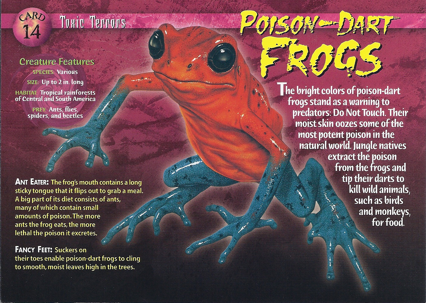 poison dart frogs info