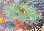 Clownfish cameo