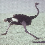 Ostrich Back Image