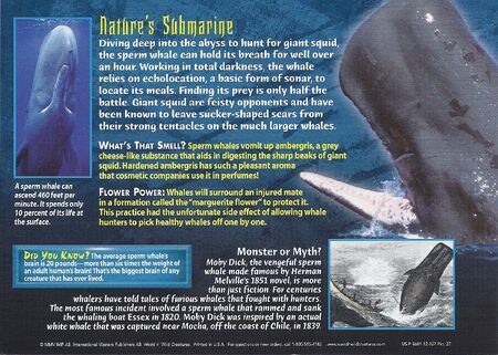 Sperm Whale back