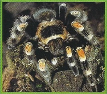 Red-Kneed Tarantula Back Image