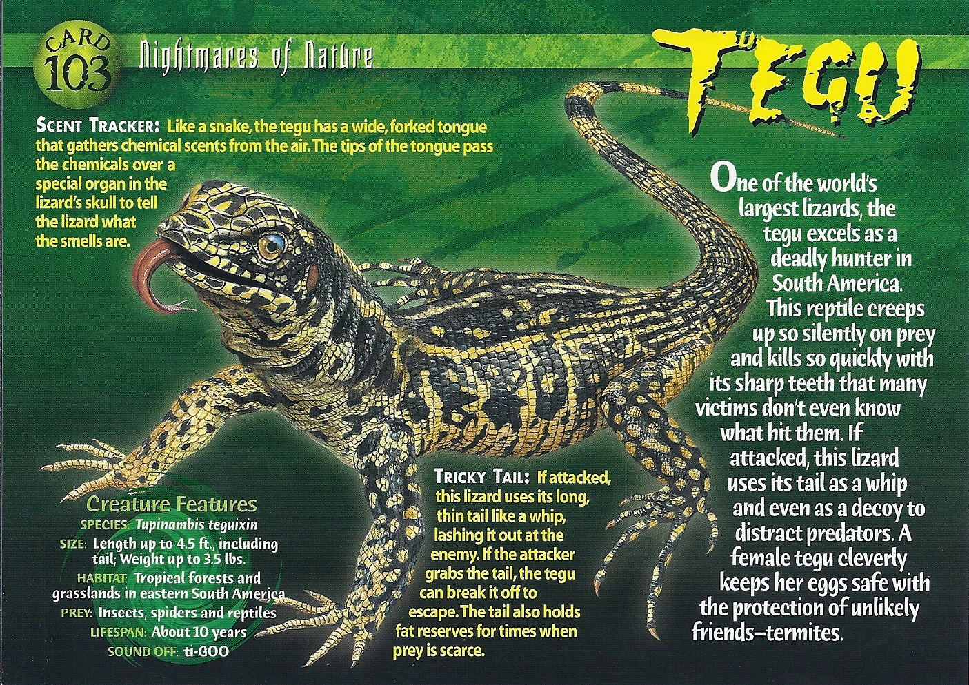 Tegu | Weird n' Wild Creatures Wiki | Fandom