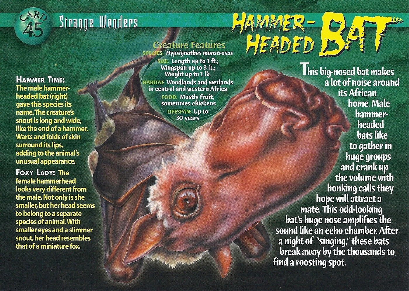 Hammer-Headed Bat | Weird n' Wild Creatures Wiki | Fandom