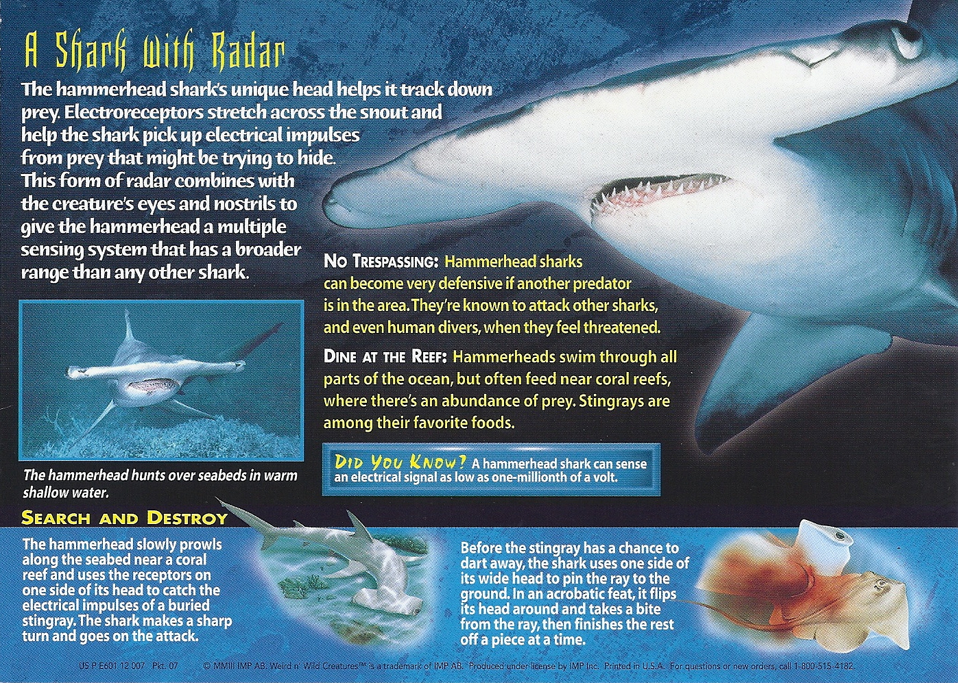 Hammerhead Sharks | Weird n' Wild Creatures Wiki | Fandom