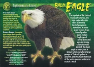 Bald Eagle front.jpg (1.27 MB) Bald Eagle