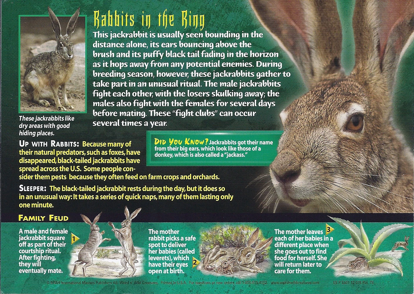その他 JackRabbit Black-Tailed Jackrabbit | Weird n' Wild Creatures Wiki | Fandom