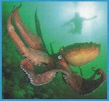 Giant Octopus 1