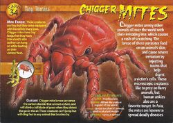 Chigger Mites front