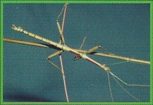 Giant Walking Stick Back Image