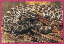 Massasauga Back Image