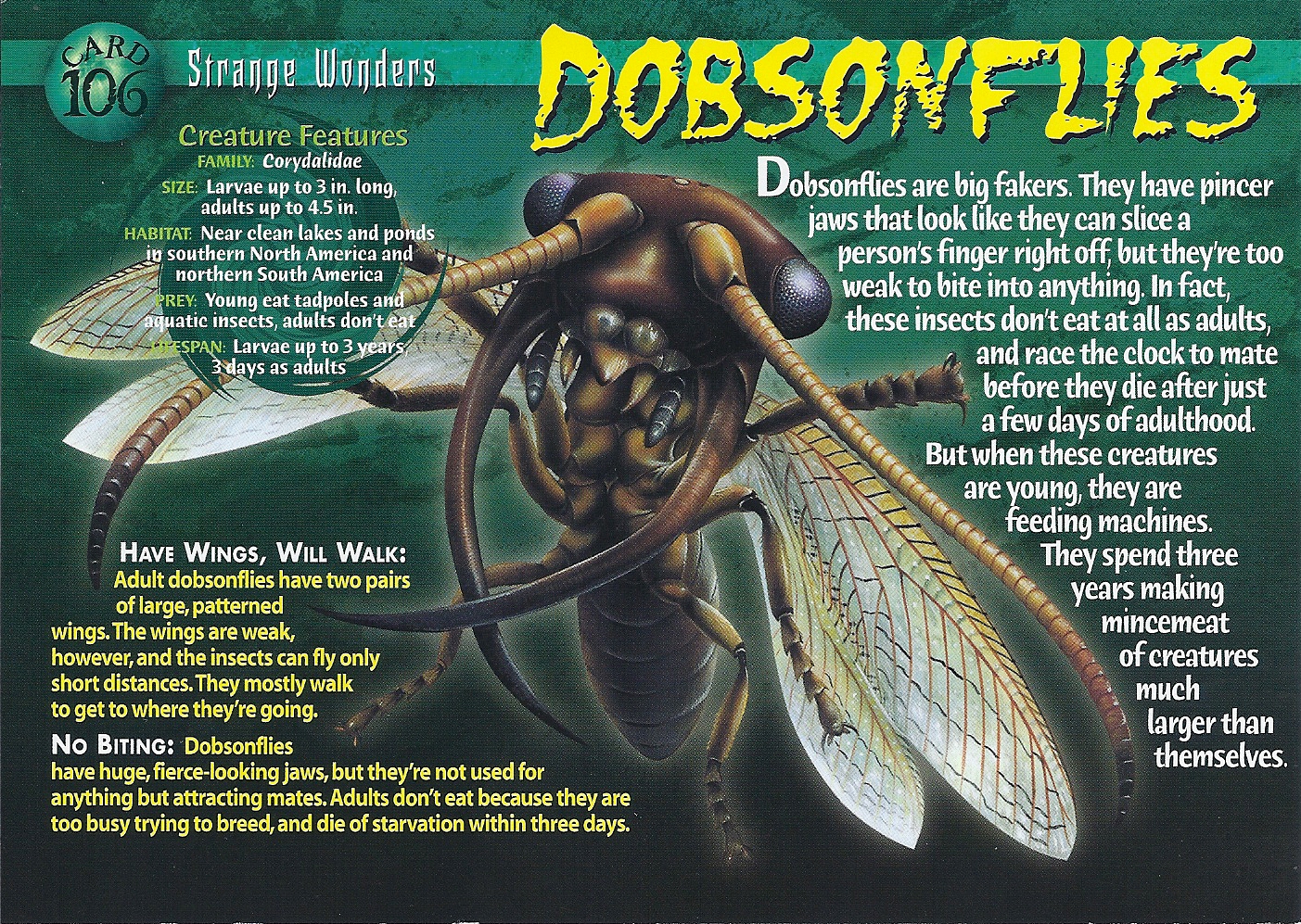 Dobsonflies, Weird n' Wild Creatures Wiki