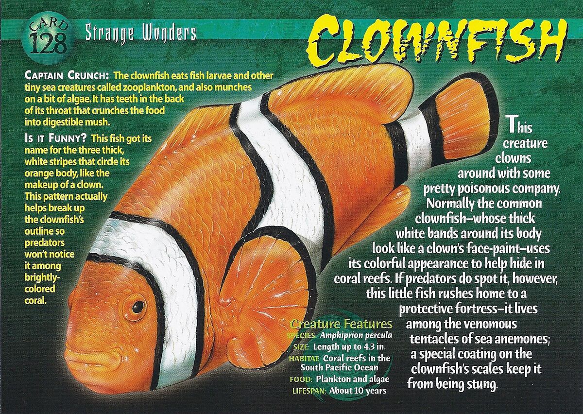 Clown Fish, Dinkum Wiki