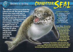 Crabeater Seal front