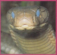 King cobra 2.jpg