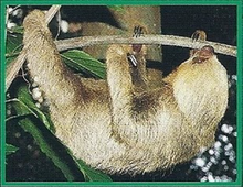 Two-Toed Sloth Back Image