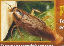 Cockroaches Back Image