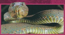 Asian Pit Viper Back Image