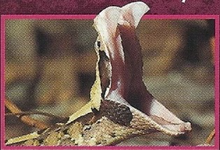 Gaboon Viper Back Image