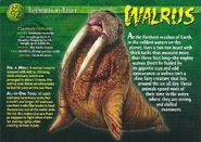 Walrus front.jpg (1.38 MB) Walrus